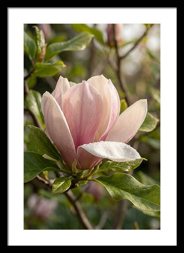 Magnolia Bloom Serenity