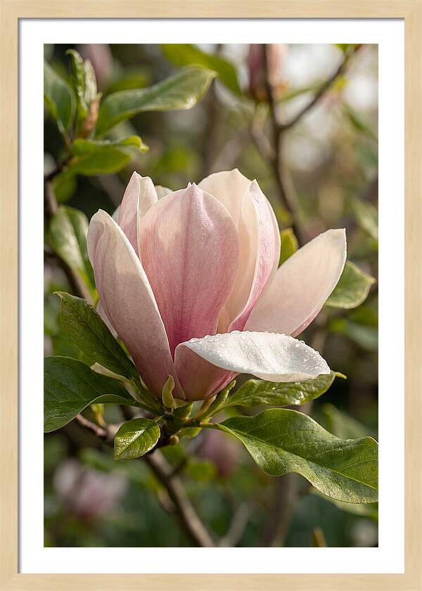 Magnolia Bloom Serenity