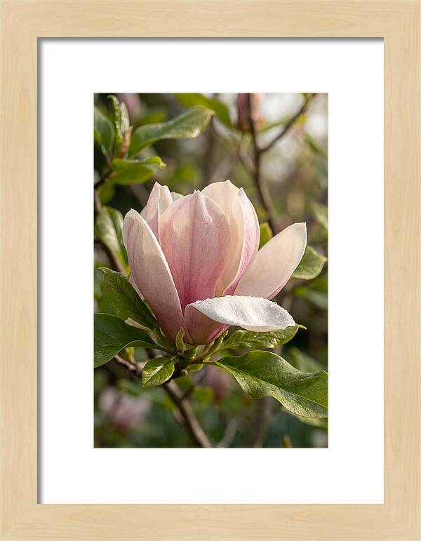 Magnolia Bloom Serenity
