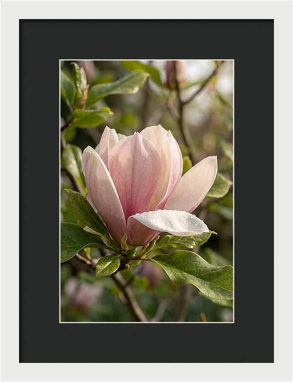 Magnolia Bloom Serenity