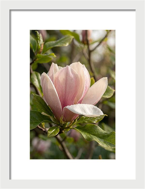 Magnolia Bloom Serenity
