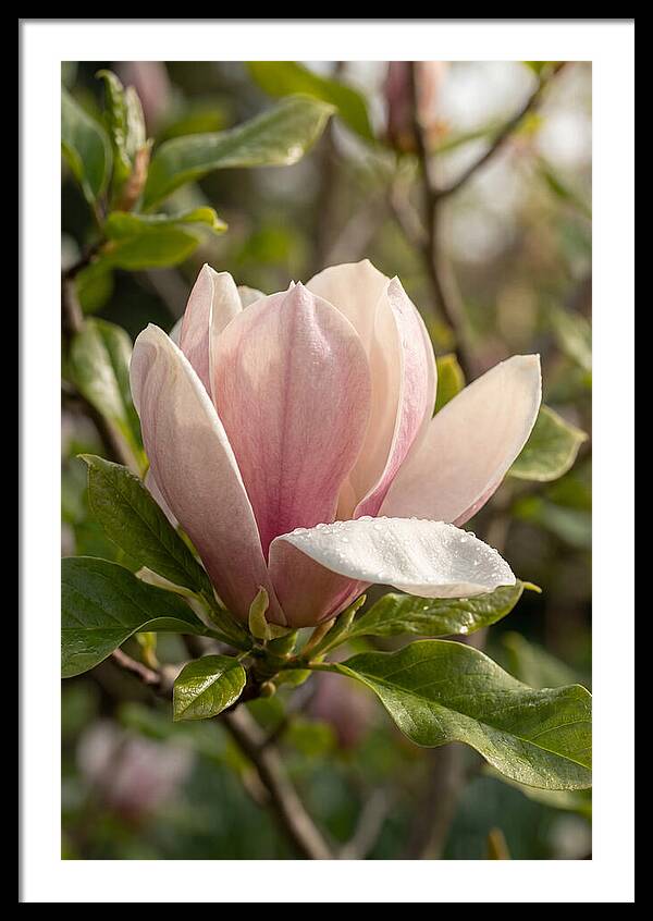 Magnolia Bloom Serenity