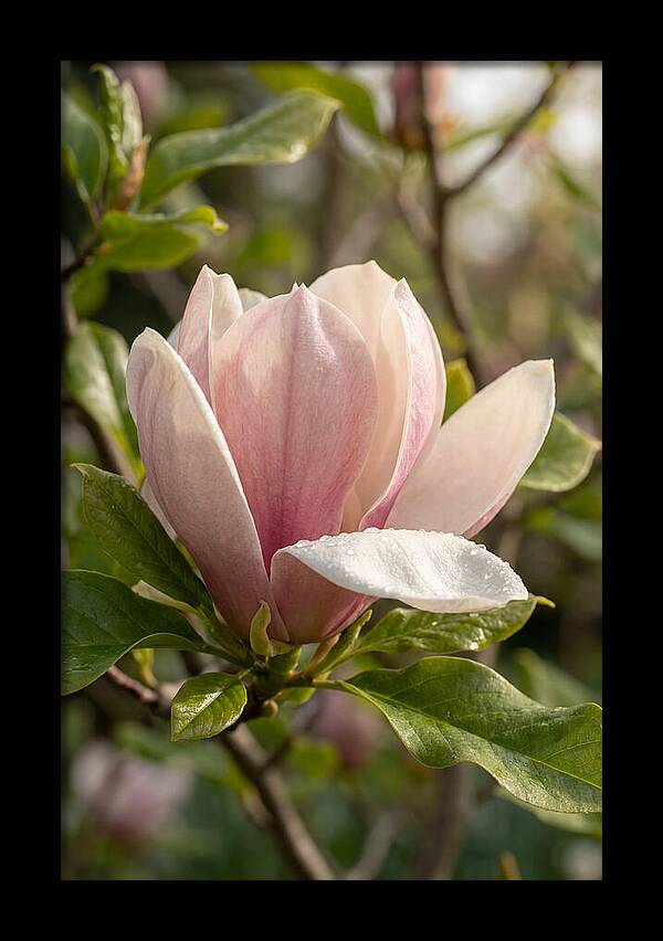 Magnolia Bloom Serenity