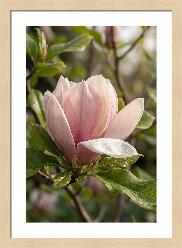 Magnolia Bloom Serenity