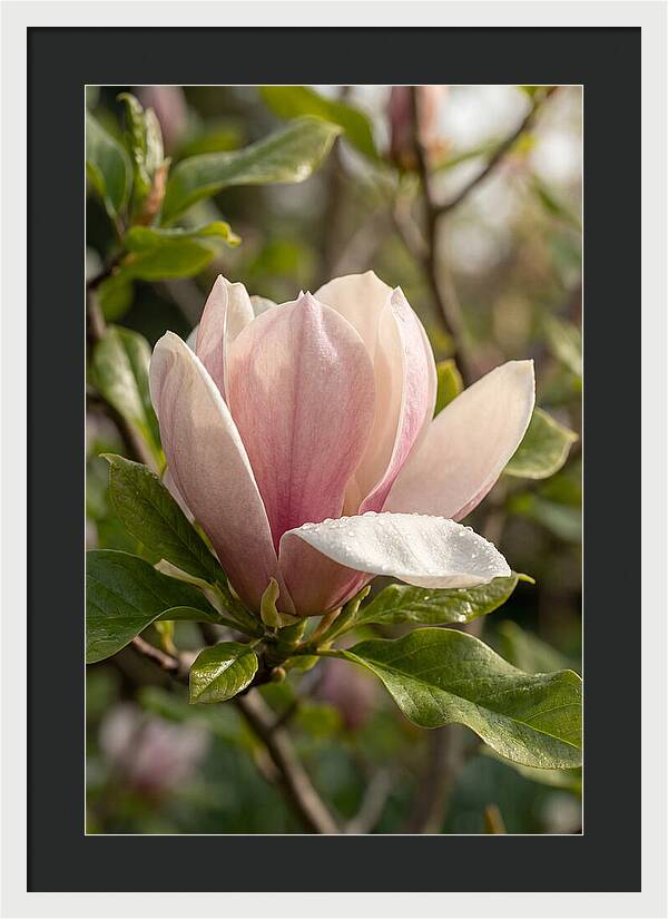 Magnolia Bloom Serenity