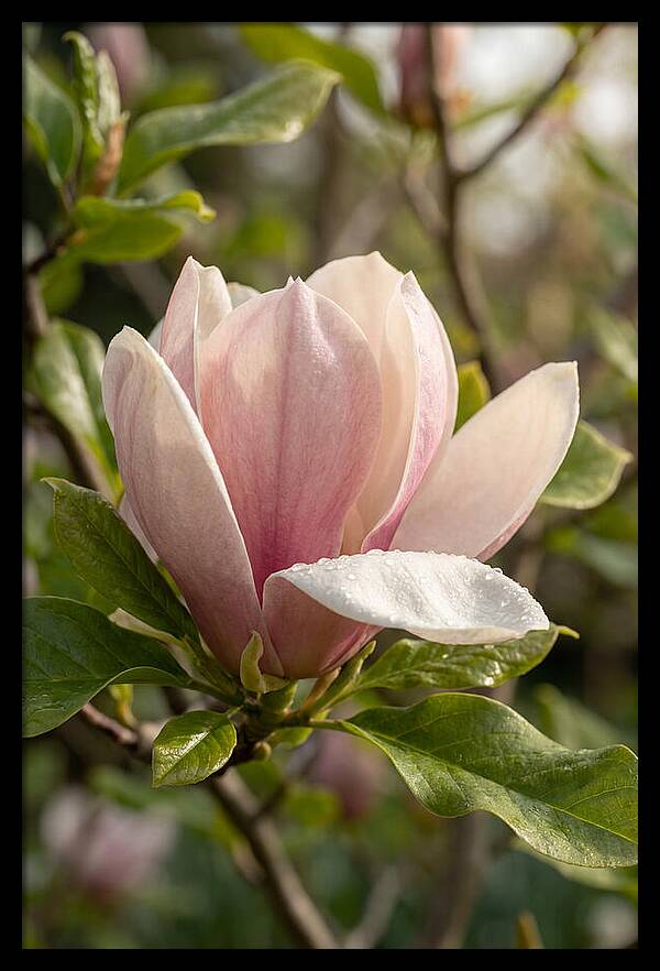 Magnolia Bloom Serenity