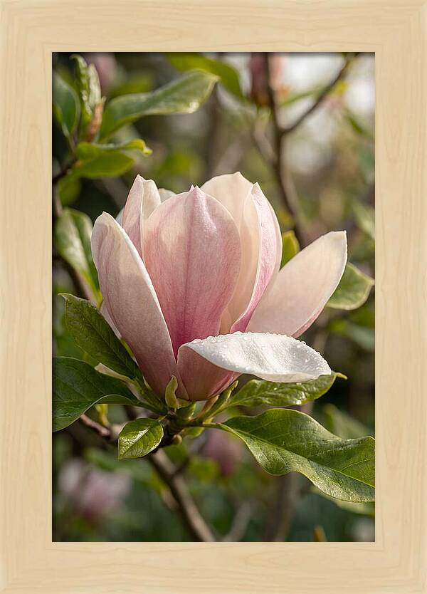 Magnolia Bloom Serenity