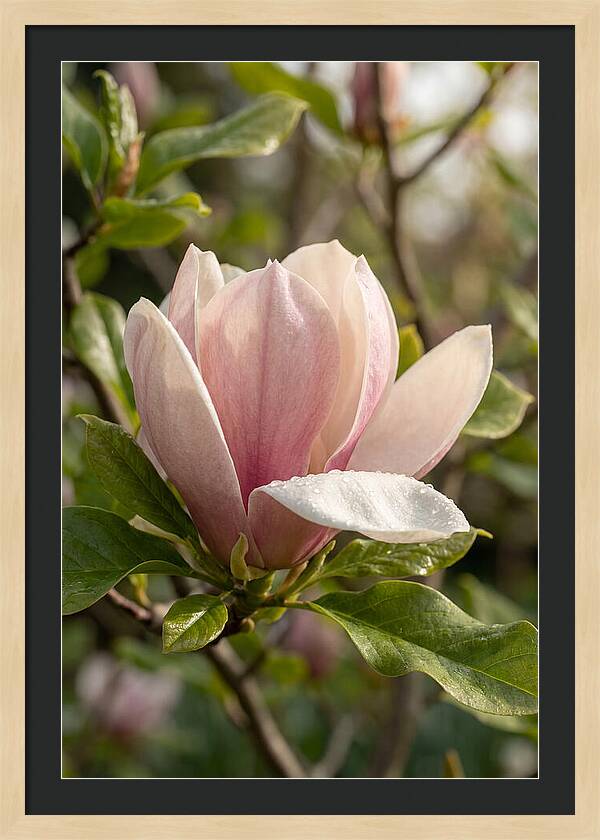 Magnolia Bloom Serenity