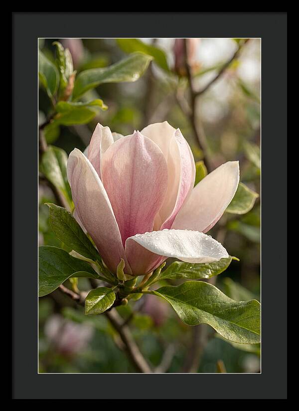 Magnolia Bloom Serenity