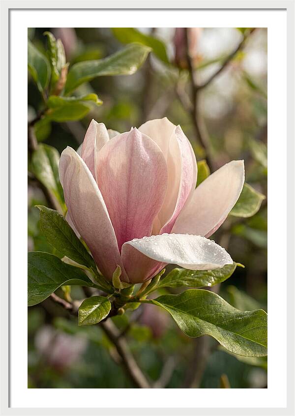 Magnolia Bloom Serenity