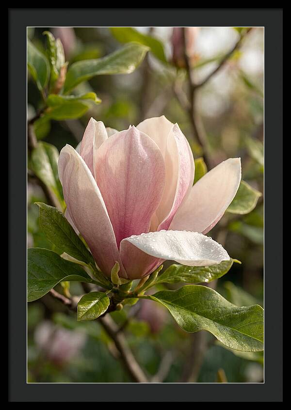 Magnolia Bloom Serenity