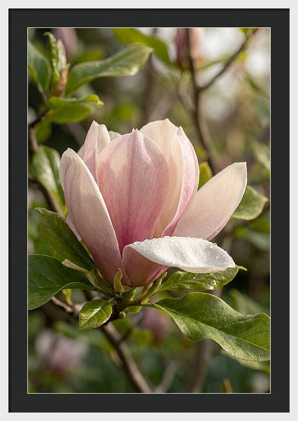 Magnolia Bloom Serenity