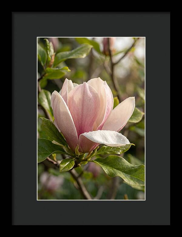 Magnolia Bloom Serenity