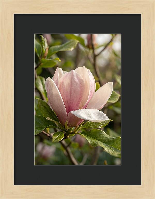 Magnolia Bloom Serenity