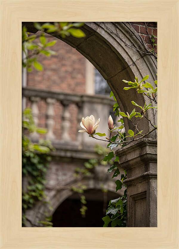 Magnolia Bloom Through Archway