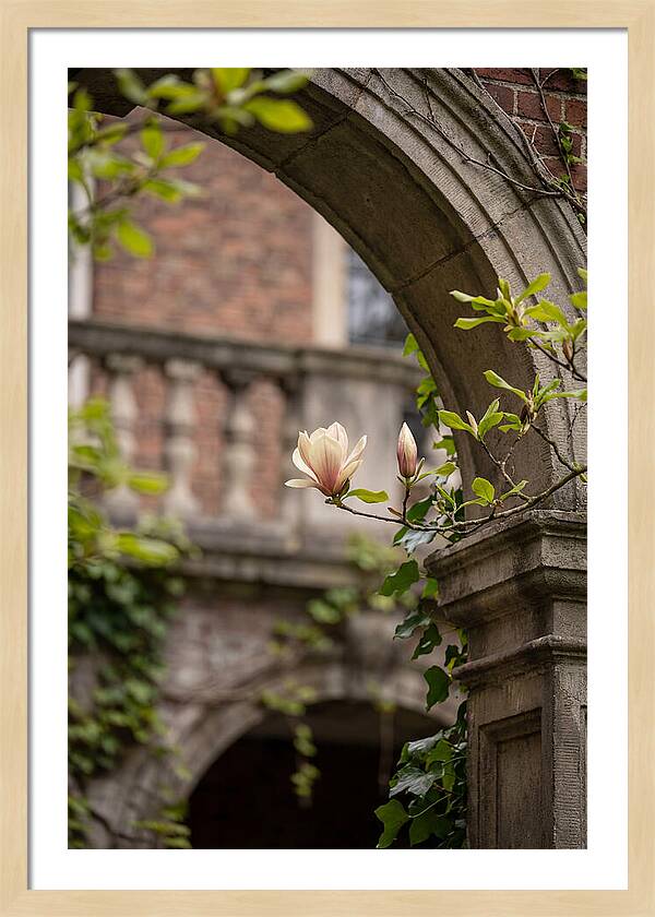 Magnolia Bloom Through Archway