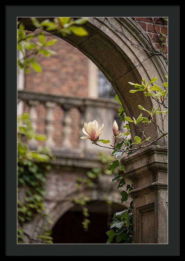 Magnolia Bloom Through Archway