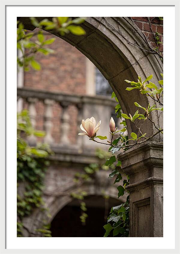 Magnolia Bloom Through Archway