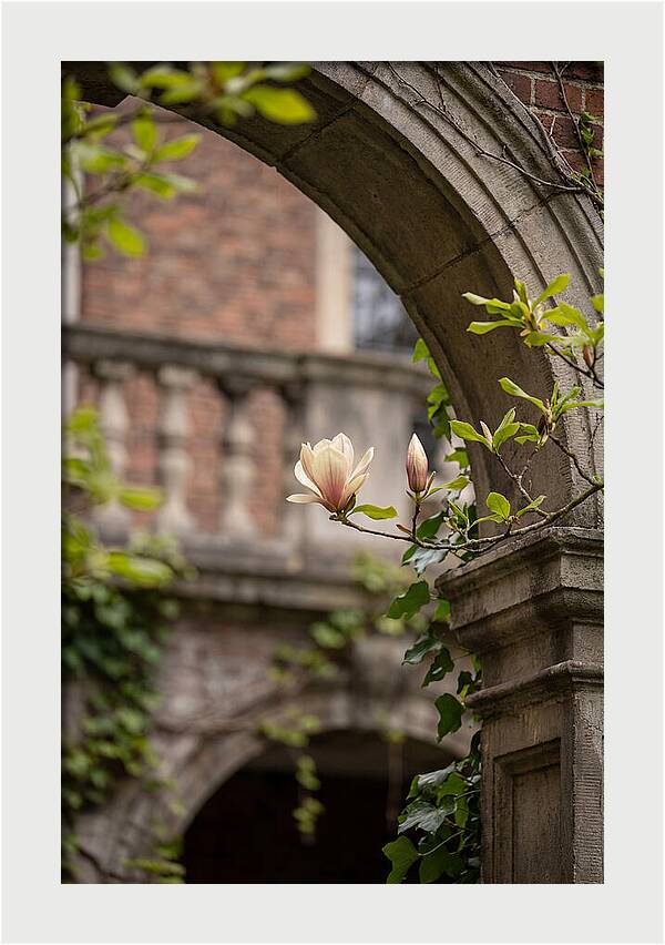 Magnolia Bloom Through Archway
