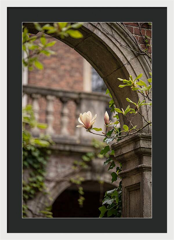 Magnolia Bloom Through Archway