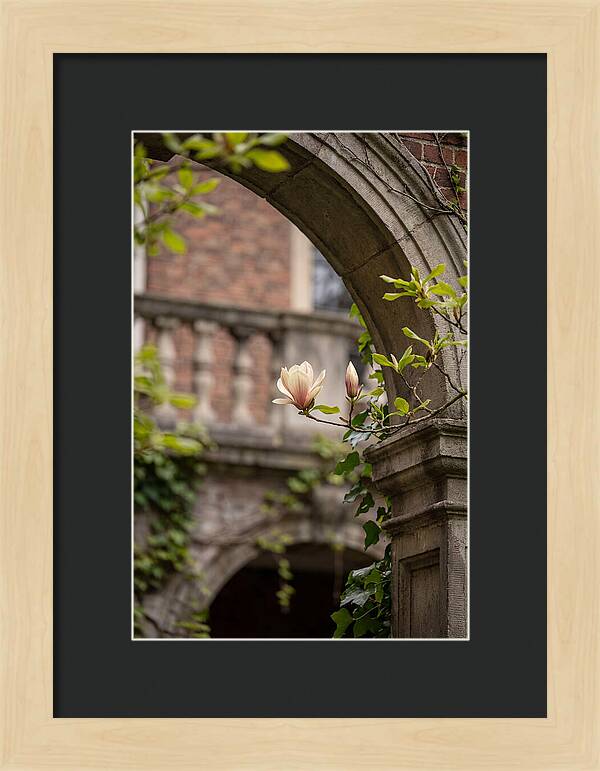 Magnolia Bloom Through Archway