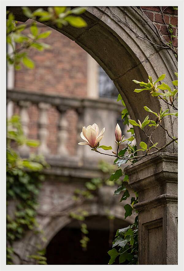 Magnolia Bloom Through Archway