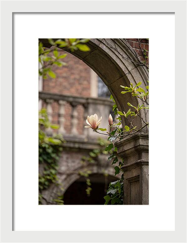 Magnolia Bloom Through Archway