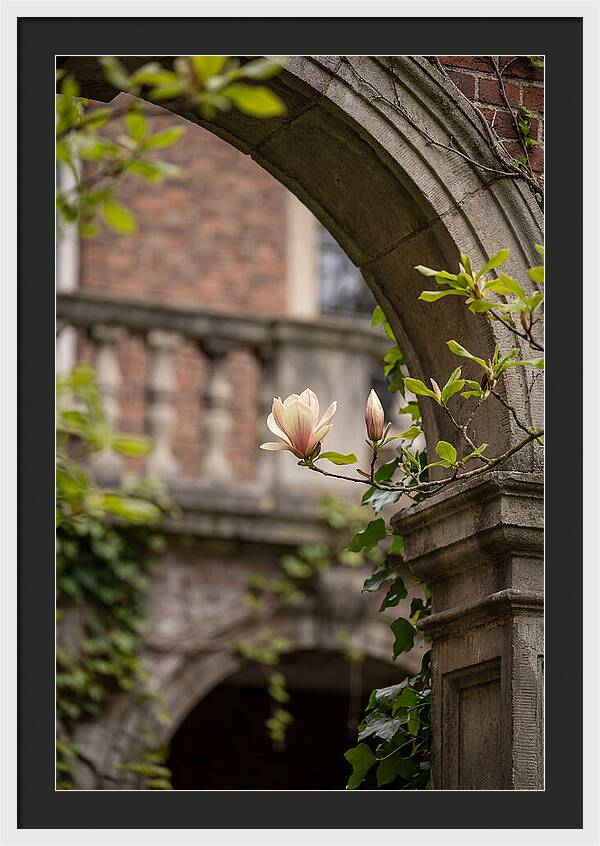 Magnolia Bloom Through Archway