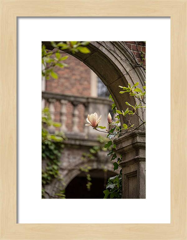 Magnolia Bloom Through Archway