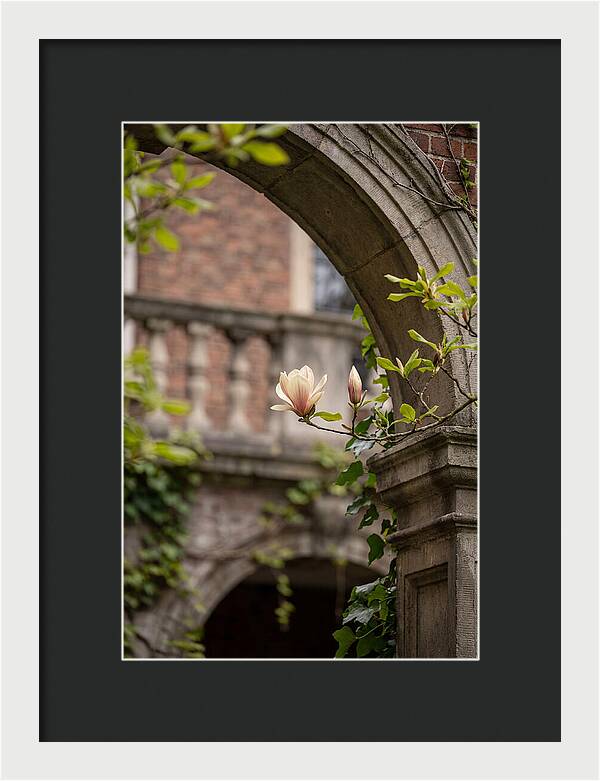 Magnolia Bloom Through Archway