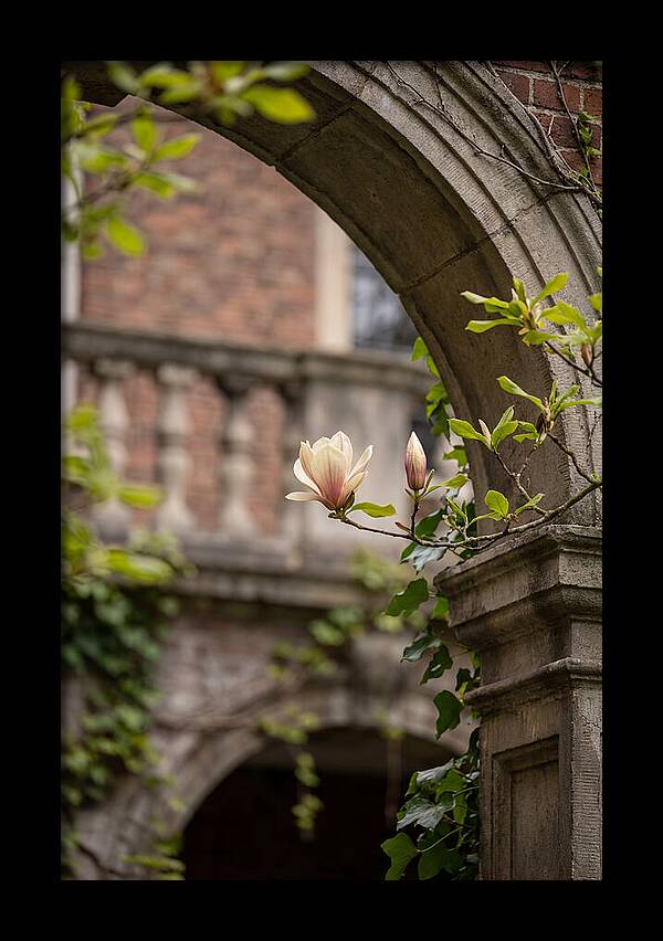 Magnolia Bloom Through Archway