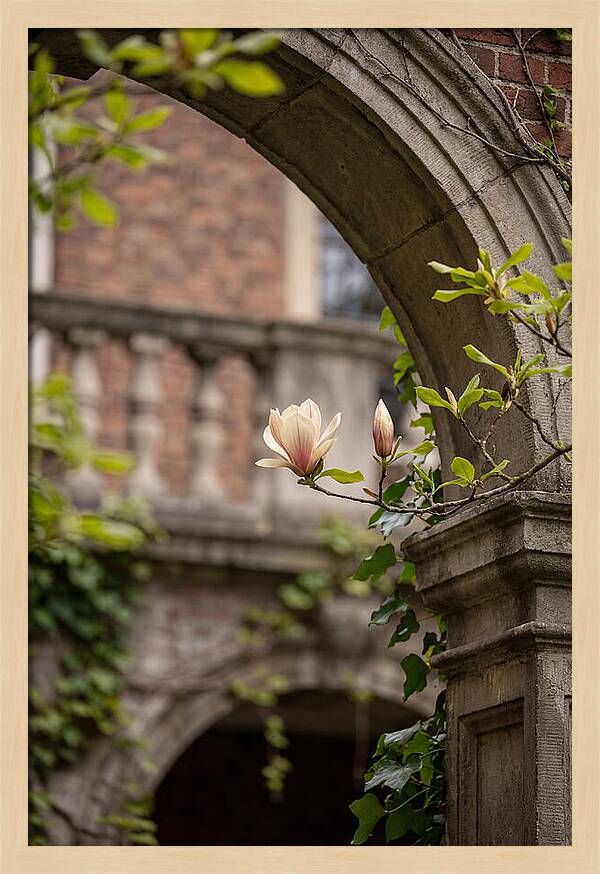 Magnolia Bloom Through Archway