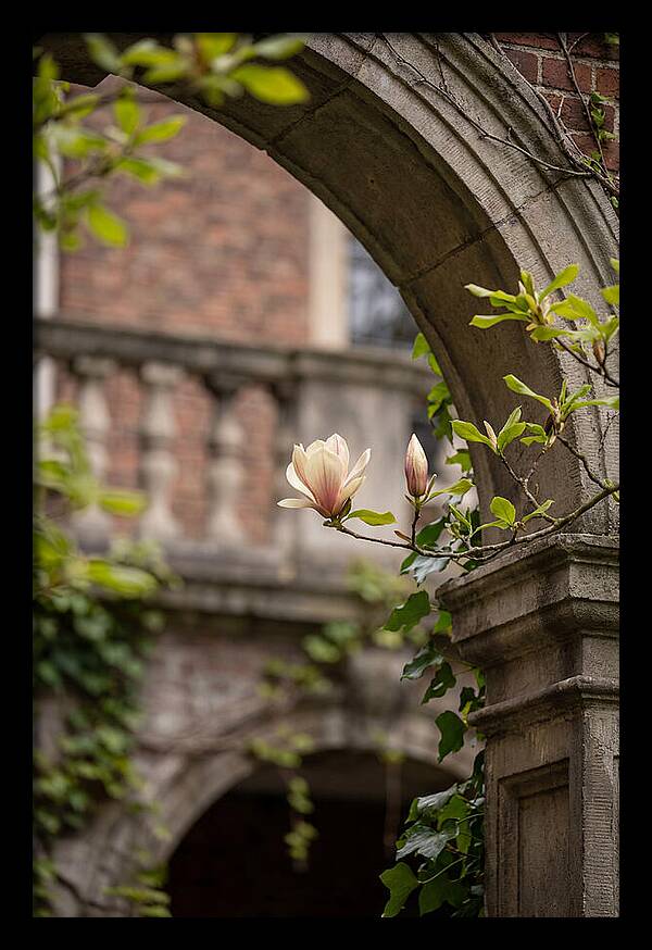 Magnolia Bloom Through Archway