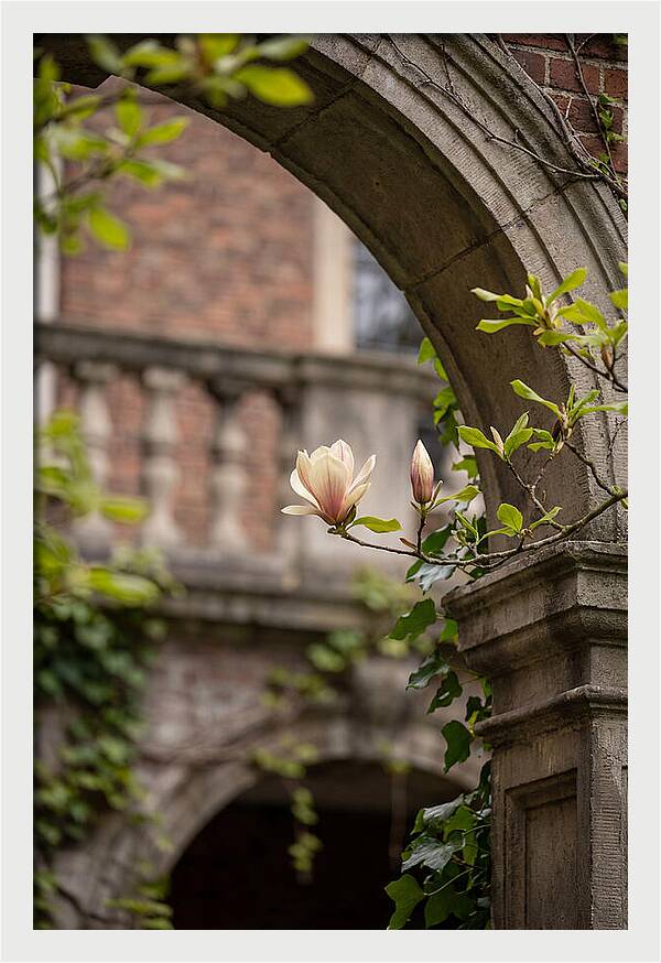 Magnolia Bloom Through Archway