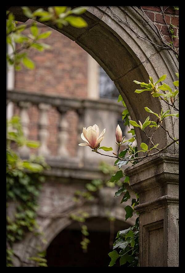 Magnolia Bloom Through Archway
