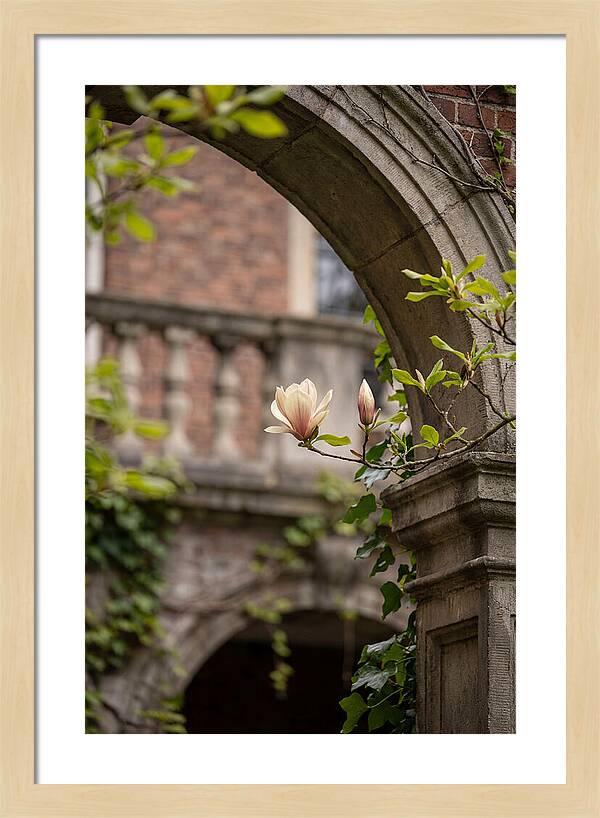 Magnolia Bloom Through Archway