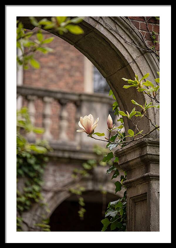 Magnolia Bloom Through Archway