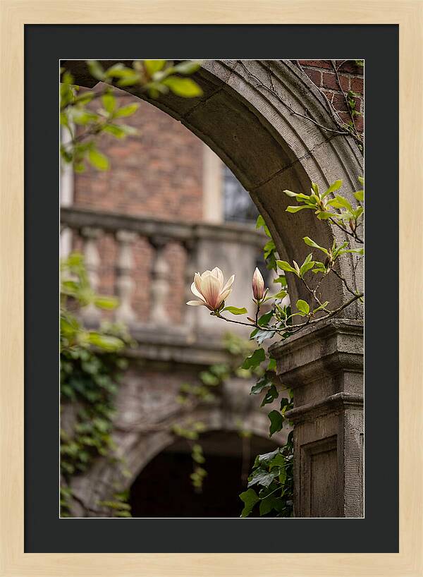 Magnolia Bloom Through Archway