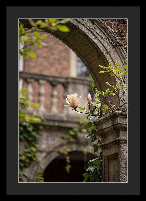 Magnolia Bloom Through Archway
