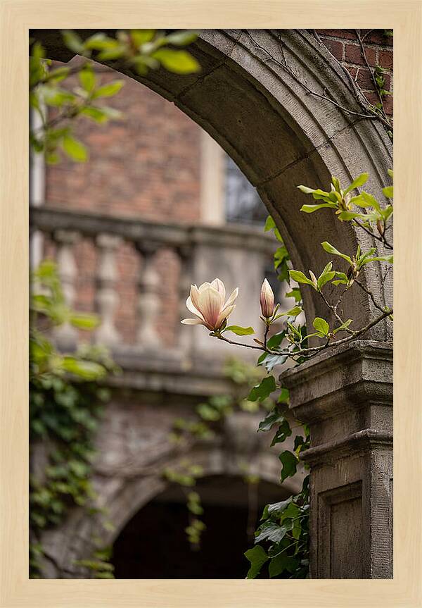 Magnolia Bloom Through Archway