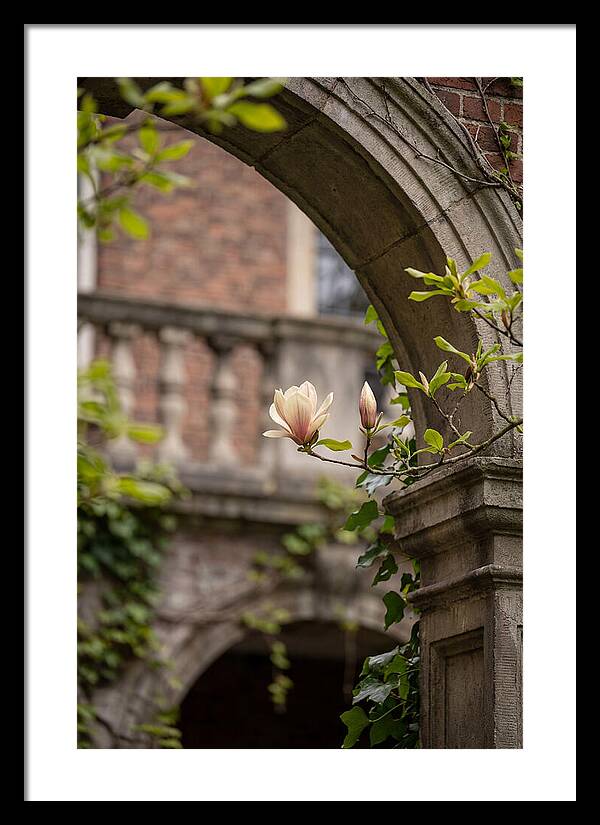 Magnolia Bloom Through Archway