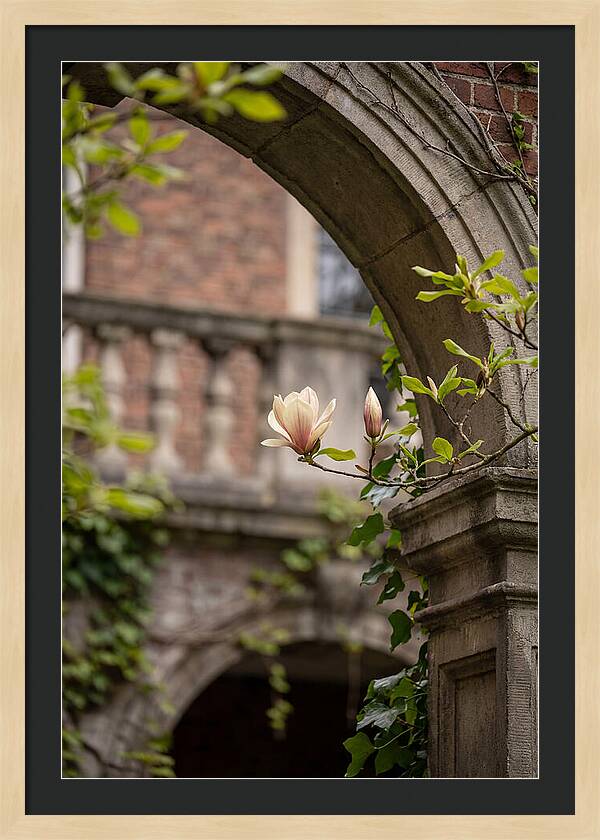 Magnolia Bloom Through Archway