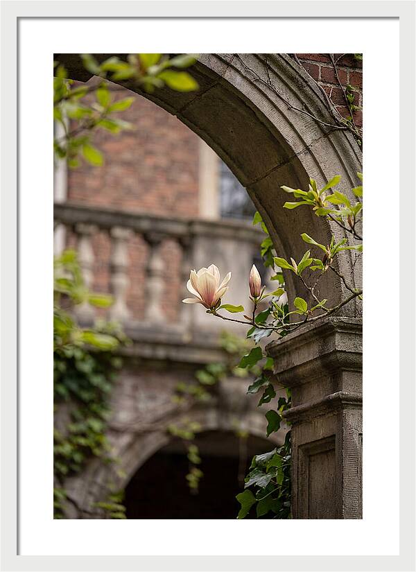 Magnolia Bloom Through Archway
