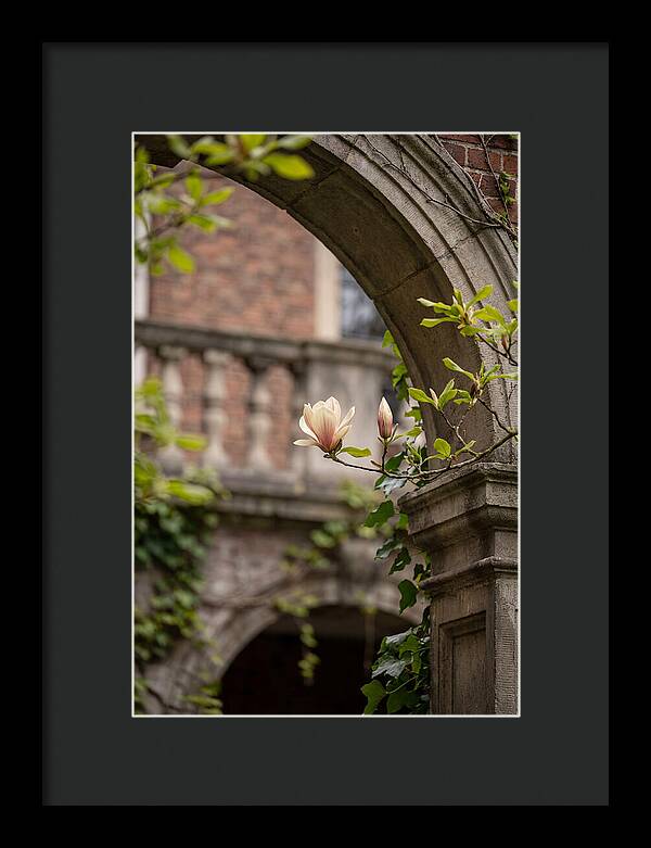 Magnolia Bloom Through Archway