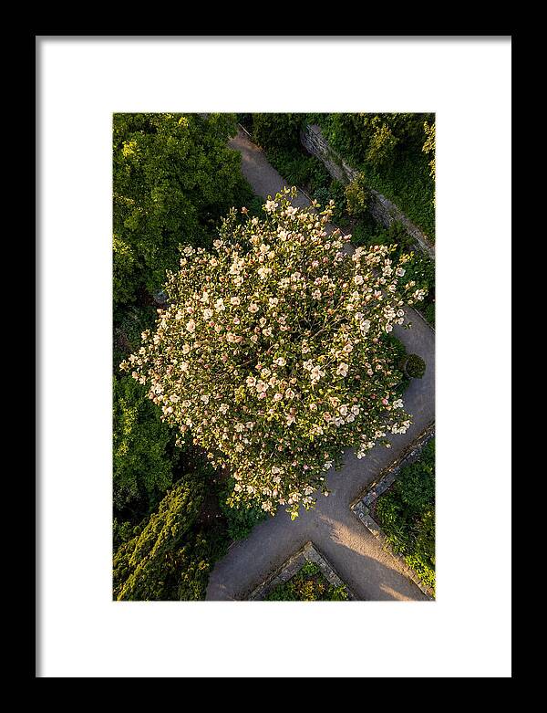 Magnolia Blooms In Springtime