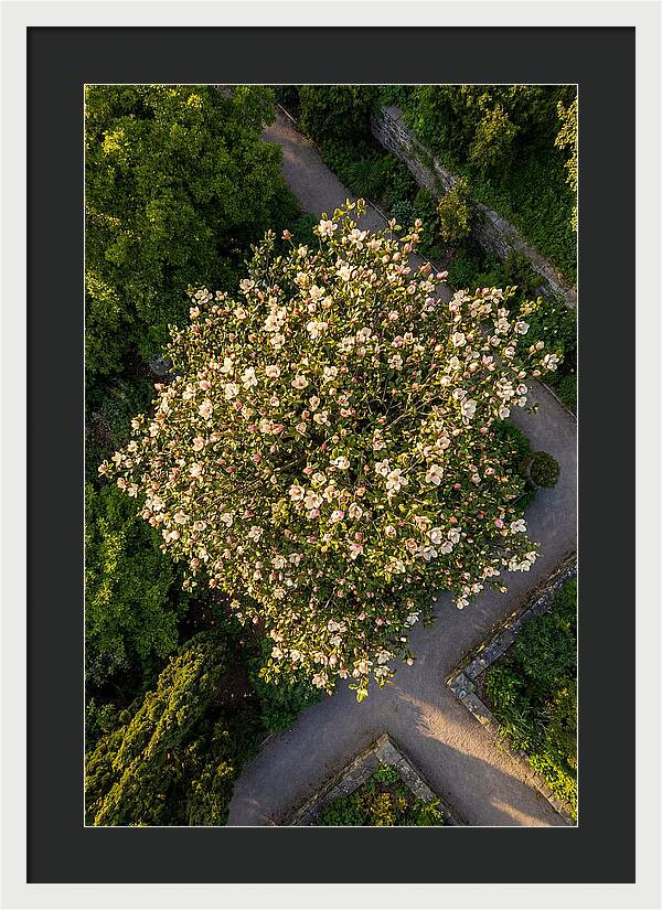 Magnolia Blooms In Springtime