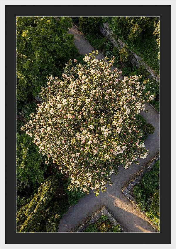 Magnolia Blooms In Springtime
