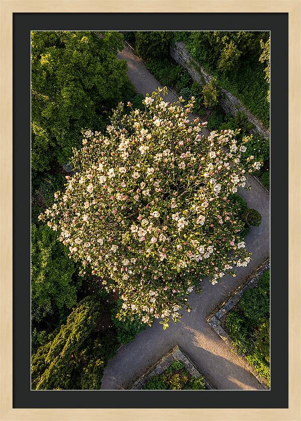 Magnolia Blooms In Springtime