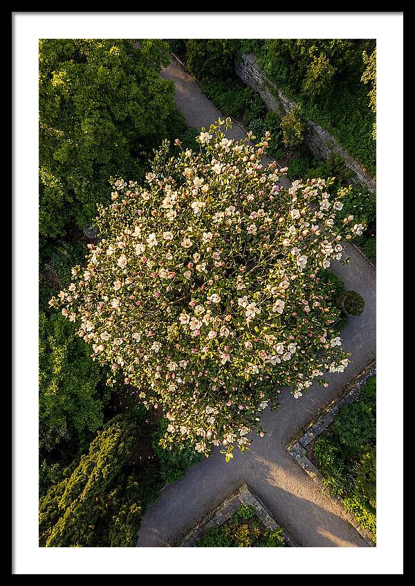 Magnolia Blooms In Springtime