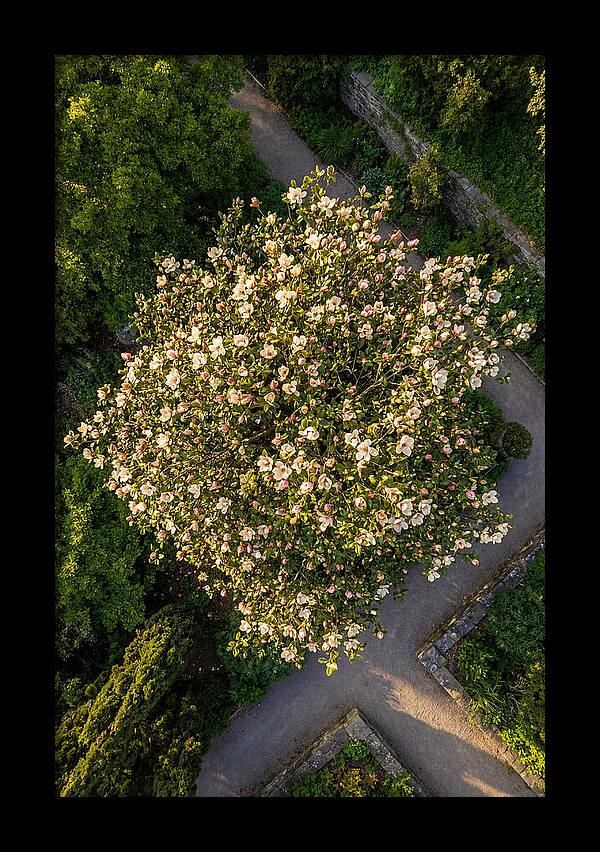 Magnolia Blooms In Springtime